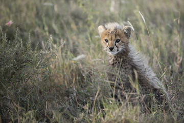 Sitting Cheetah photos, royalty-free images, graphics, vectors & videos ...