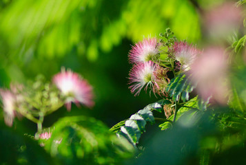 mimosa tree flower