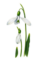 White snowdrops with leaves. Watercolor botanical illustration isolated on white background. Highly detailed. Hand drawn garden flower.