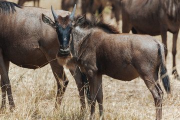 Wildebeest in Nature 