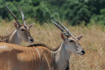 Eland in Kenya, Africa