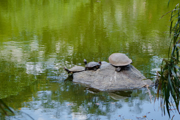 Close up of a many turtles resting over a rock in the artificial pond inside of the botanical greenhouse in Medellin
