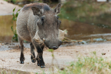 Common warthog