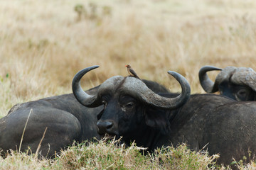 Obraz premium African Buffalo cape buffalo