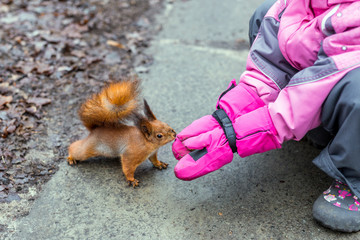Little girl feeding squirrel with nuts in forest.