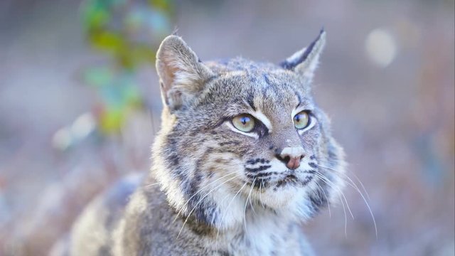 Bobcat Hunting