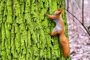 Little cute  squirrel  in a forest.
