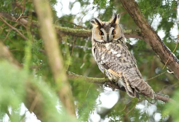 Store enrouleur occultant sans perçage Hibou Long eared owl (Asio otus)