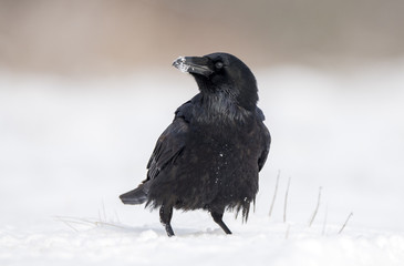 Raven (Corvus corax)
