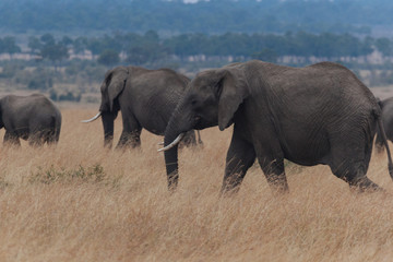 Fototapeta na wymiar Elephant in Nature 