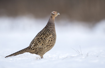 Ringneck Pheasant (Phasianus colchicus) female