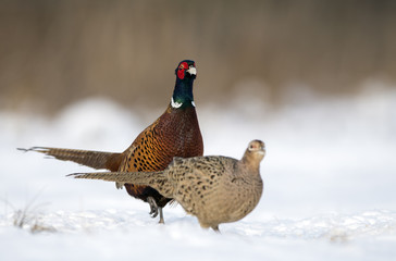 Ringneck Pheasant (Phasianus colchicus) male and female