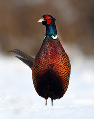 Ringneck Pheasant (Phasianus colchicus)