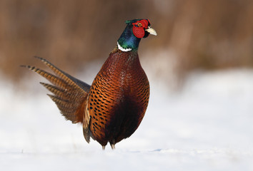 Ringneck Pheasant (Phasianus colchicus)
