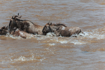 Fototapeta premium wildebeest in Nature 