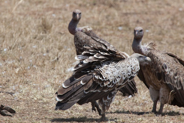 Vulture in Nature 