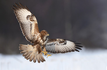 Common buzzard (Buteo buteo)