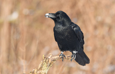 Raven (Corvus corax)