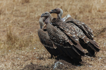 Vulture in Nature 