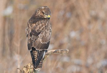 Common buzzard (Buteo buteo)