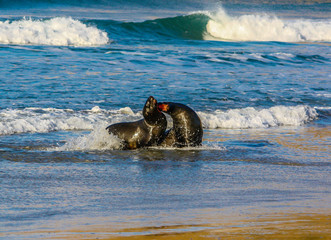Obraz premium Australasian fur seal, Arctocephalus forsteri) frolic on land and the ocean, Otago, New Zealand