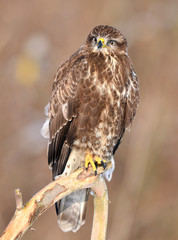 Common buzzard (Buteo buteo)