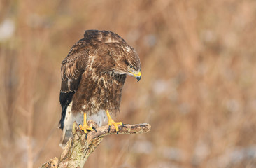 Common buzzard (Buteo buteo)