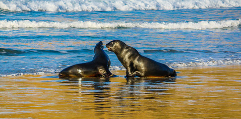 Australasian fur seal,  Arctocephalus forsteri) frolic on land and the ocean, Otago, New Zealand
