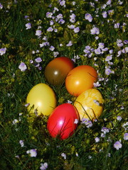 easter eggs laying in the meadow with flowers 