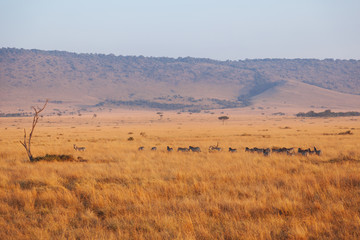 Landscape in Kenya - 189550013