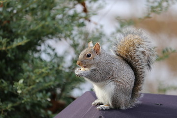Squirrel