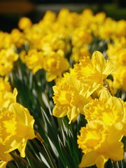 Obraz premium yellow flowers on green meadow 