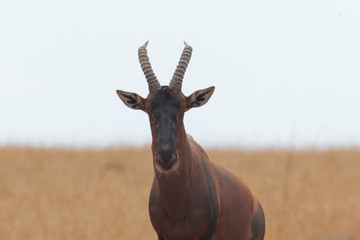 topi antelope in Africa 