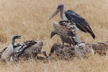 Vulture in Nature 