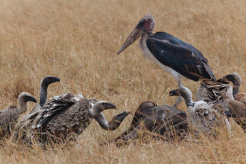 Vulture in Nature 