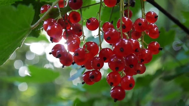 Red Ribes rubrum berries on the plant close-up HD footage - The redcurrant deciduous shrub fruit natural shallow video static camera