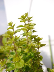 Obraz premium green oregano