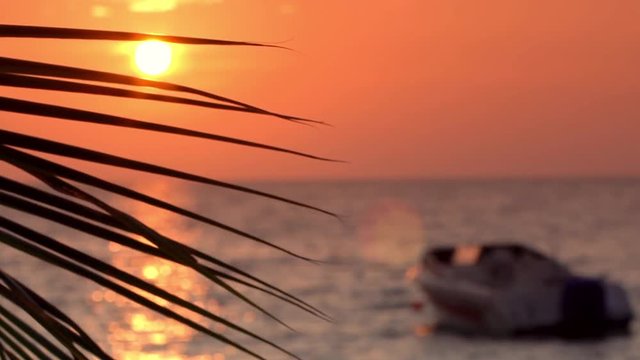 Sunset through coconut palm tree leaf with boat in the sea