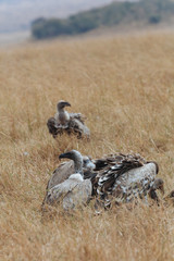 Vulture in Nature 