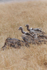 Vulture in Nature 