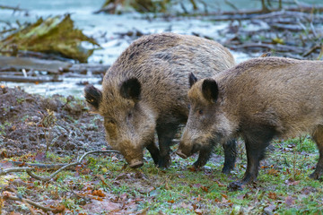 Two wild boars