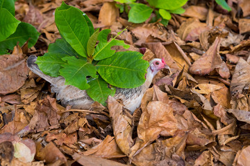 Wild Hen Chicken in Hawaii
