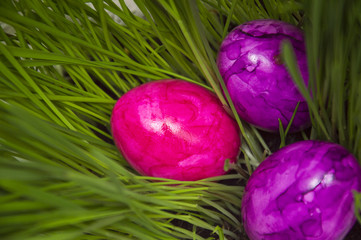 Easter eggs in sprouted wheat.