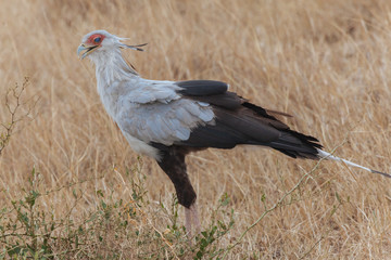 Secretary Bird, Bird of Prey, Kenya, Africa