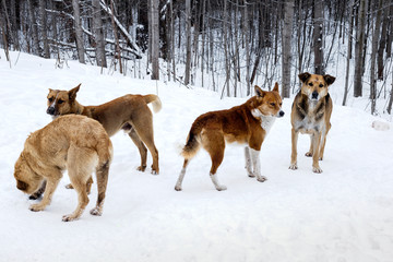 Homeless dogs.
A flock of stray dogs in the snow against a winter forest background.