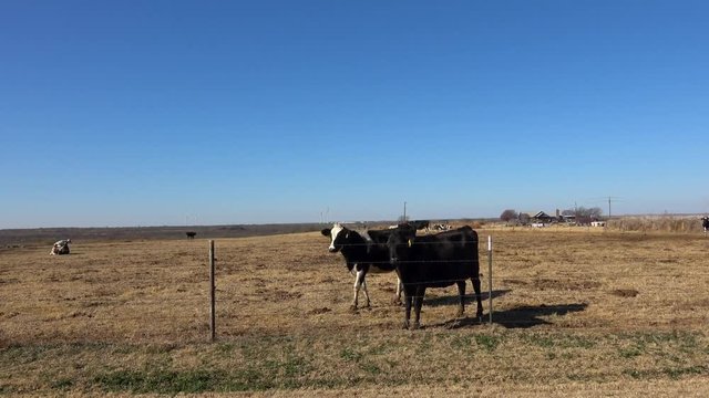 December, 2017, Texas. Dairy farm. Cows eating.