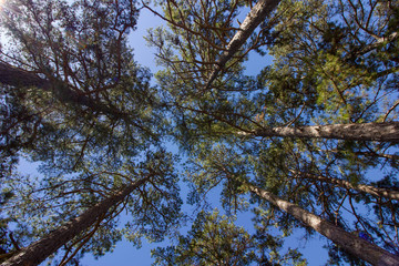 Obraz premium Tall Trees