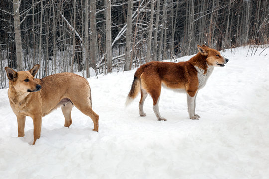 Homeless dogs.
Two dogs in the snow against a winter forest background.