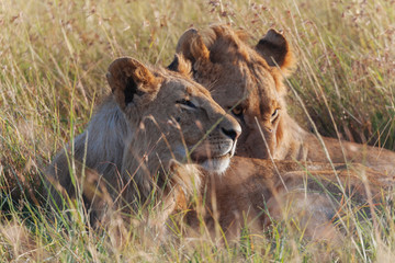 Lion in Nature 