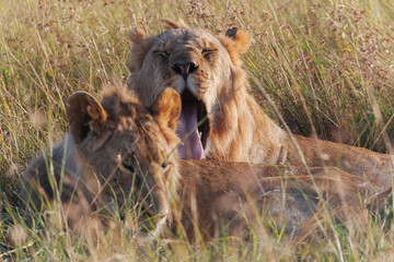 Lion in Nature 